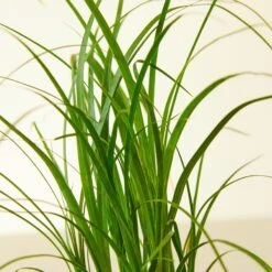 Palm Ponytail -House Plant Shop 1 Palm Ponytail 4DETAIL