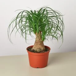 Palm Ponytail -House Plant Shop 1 Palm Ponytail 6