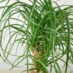 Palm Ponytail -House Plant Shop 1 Palm Ponytail DETAIL 6 1960d655 2b0b 436c b1b8 c81778be11e5