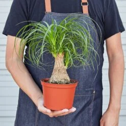 Palm Ponytail -House Plant Shop 1 Palm Ponytail HOLD 6
