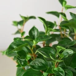 House Plant Shop -House Plant Shop 1 Peperomia Glabella 6 DETAIL 7737fc5d 5c73 4e61 b327 4bfd62ab180a