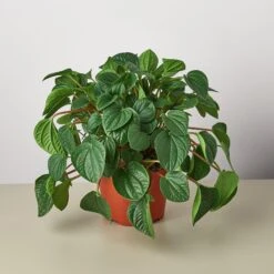 Peperomia 'Rana Verde' -House Plant Shop 1 Peperomia RanaVerde 6