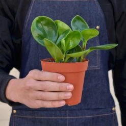 Peperomia Thailand -House Plant Shop 1 Peperomia Thailand 4HOLD