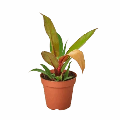 Philodendron 'Prince Of Orange'