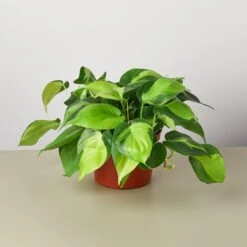 Philodendron 'Brasil' -House Plant Shop 1 Philodendron Brasil 6