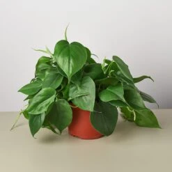 Philodendron Cordatum 'Heartleaf' -House Plant Shop 1 Philodendron Cordatum 6 c1ed672f cbdb 413a aac4 e69bedc8a1f6