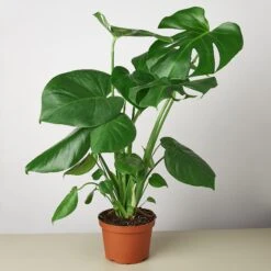 Monstera 'Split-Leaf' -House Plant Shop 1 Philodendron Monstera 6