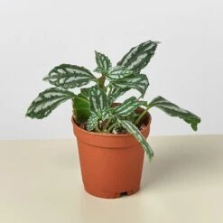Pilea 'Aluminum' -House Plant Shop 1 Pilea Aluminium 2