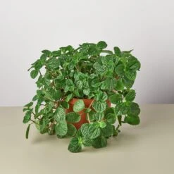 Pilea 'Crinkle' -House Plant Shop 1 Pilea Crinkle 6 fc8f5d06 9693 4c63 84c3 b3425821a062