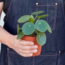 Pilea Peperomioides 'Chinese Money' -House Plant Shop 1 Pilea Peperomiodes 4HOLD