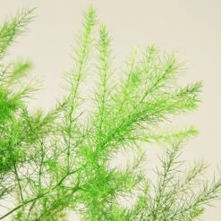 Fern 'Asparagus' -House Plant Shop 1 PlantA DETAIL 2