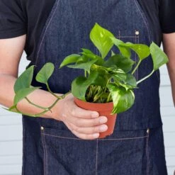 Pothos 'Golden' -House Plant Shop 1 Pothos Golden 4HOLD