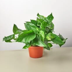 Pothos 'Golden' -House Plant Shop 1 Pothos Golden 6 10 5dd9a1d3 f96e 4d21 81d3 8e9a8d5b5207