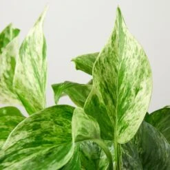 Pothos 'Marble Queen' -House Plant Shop 1 Pothos MarbleQueen DETAIL 4