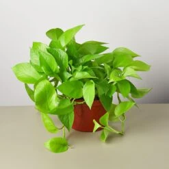 Pothos 'Neon' -House Plant Shop 1 Pothos Neon 6