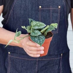 Pothos 'Satin' -House Plant Shop 1 Pothos Satin 4HOLD