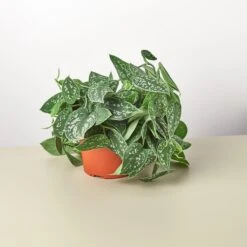 Pothos 'Satin' -House Plant Shop 1 Pothos Satin 6 11
