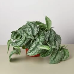 Pothos 'Silver Splash' -House Plant Shop 1 Pothos SilverSplash 6
