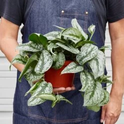 Pothos 'Silver Splash' -House Plant Shop 1 Pothos SilverSplash 6 HOLD