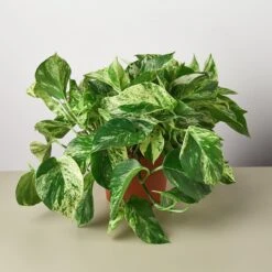 Pothos 'Marble Queen' -House Plant Shop 1 Pothos SnoQueen 6 2d521da1 832c 41bf b102 4b7dd46673ee
