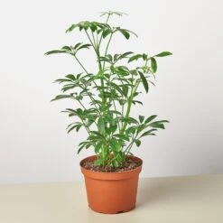 Schefflera Arboricola -House Plant Shop 1 Schefflera Arboricola 6 6