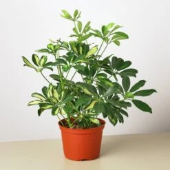 Schefflera 'Variegated' -House Plant Shop 1 ScheffleraVar 6