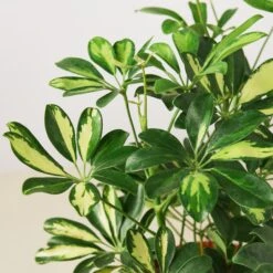 Schefflera 'Variegated' -House Plant Shop 1 ScheffleraVar DETAIL 6