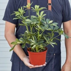 Schefflera 'Variegated' -House Plant Shop 1 ScheffleraVar HOLD 6