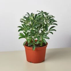 Schefflera 'Moonlight' -House Plant Shop 1 Shefflera MoonLight 6