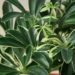 Schefflera 'Moonlight' -House Plant Shop 1 Shefflera MoonLight DETAIL 4