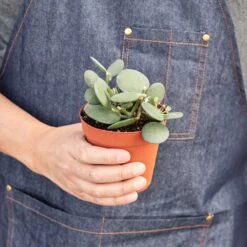 Succulent Xerosicyos 'Silver Dollar' -House Plant Shop 1 SilverDollarPlant HOLD 4