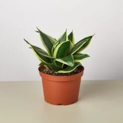 Snake Plant 'Black Gold' -House Plant Shop 1 Snake BlackGold 6