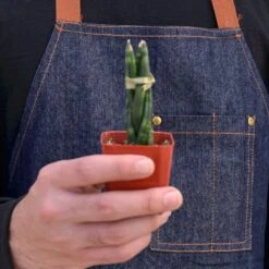 Snake Plant 'Braided' 14 Snake Plant 'Braided' -House Plant Shop 1 Snake Braid 2HOLD