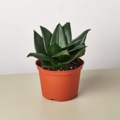 Snake Plant 'Jade' -House Plant Shop 1 Snake Jade 6