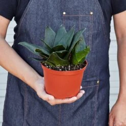 Snake Plant 'Jade' -House Plant Shop 1 Snake Jade HOLD 6