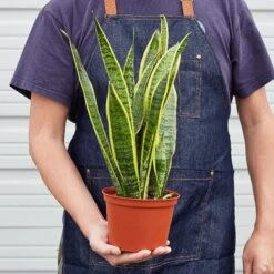 Snake Plant 'Laurentii' -House Plant Shop 1 Snake Laurentii 6 8HOLD