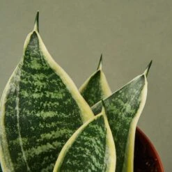Snake Plant 'Laurentii Dwarf' -House Plant Shop 1 Snake LaurentiiDwarf 4DETAIL