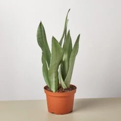 Snake Plant 'Moonshine' -House Plant Shop 1 Snake Moonshine 6 17