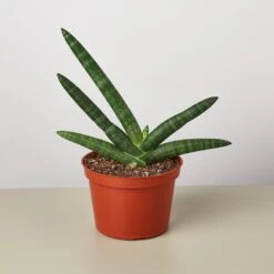 Snake Plant 'Starfish' -House Plant Shop 1 Snake Starfish 6