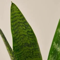 Snake Plant 'Zeylanica' -House Plant Shop 1 Snake Zeylanica 4DETAIL 81372014 28b6 487c 99e6 c8af680c699a
