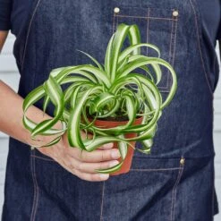Spider Plant 'Bonnie' 14 Spider Plant 'Bonnie' -House Plant Shop 1 Spider Bonnie 4 HOLD
