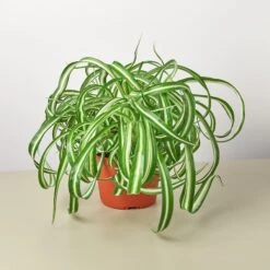 Spider Plant 'Bonnie' 15 Spider Plant 'Bonnie' -House Plant Shop 1 Spider Bonnie 6 5