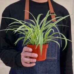 Spider Plant 'Reverse' -House Plant Shop 1 Spider Reverse 4HOLD