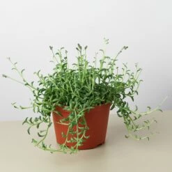 Succulent 'String Of Dolphins' -House Plant Shop 1 StringofDolphins 6