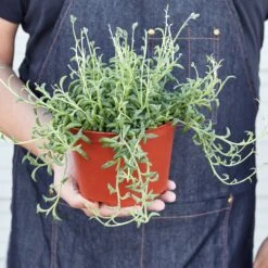 Succulent 'String Of Dolphins' -House Plant Shop 1 StringofDolphins HOLD 6