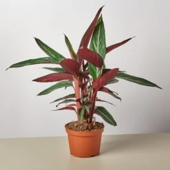 Stromanthe 'Sanguinea' -House Plant Shop 1 Stromanthe Sanguinea 6 14