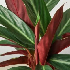 Stromanthe 'Sanguinea' -House Plant Shop 1 Stromanthe Sanguinea 6 14DETAIL