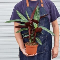 Stromanthe 'Sanguinea' -House Plant Shop 1 Stromanthe Sanguinea 6 14HOLD