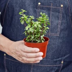 Succulent Portulacaria 'Rainbow Bush' -House Plant Shop 1 Succulent ElephantBush 4 HOLD 86013864 5c73 4c29 92aa 000842b18999