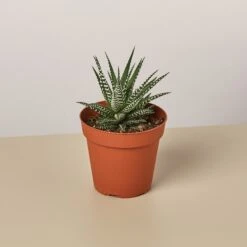 Zebra Succulent -House Plant Shop 1 Succulent HawoutniciZebra 4MAIN